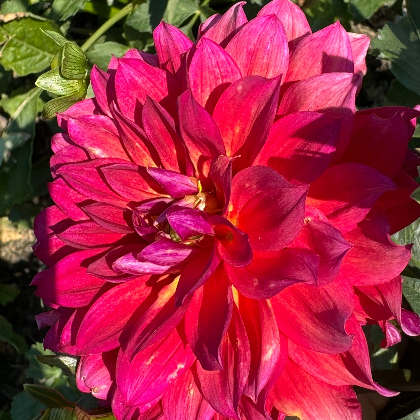 Tricolore Dahlia