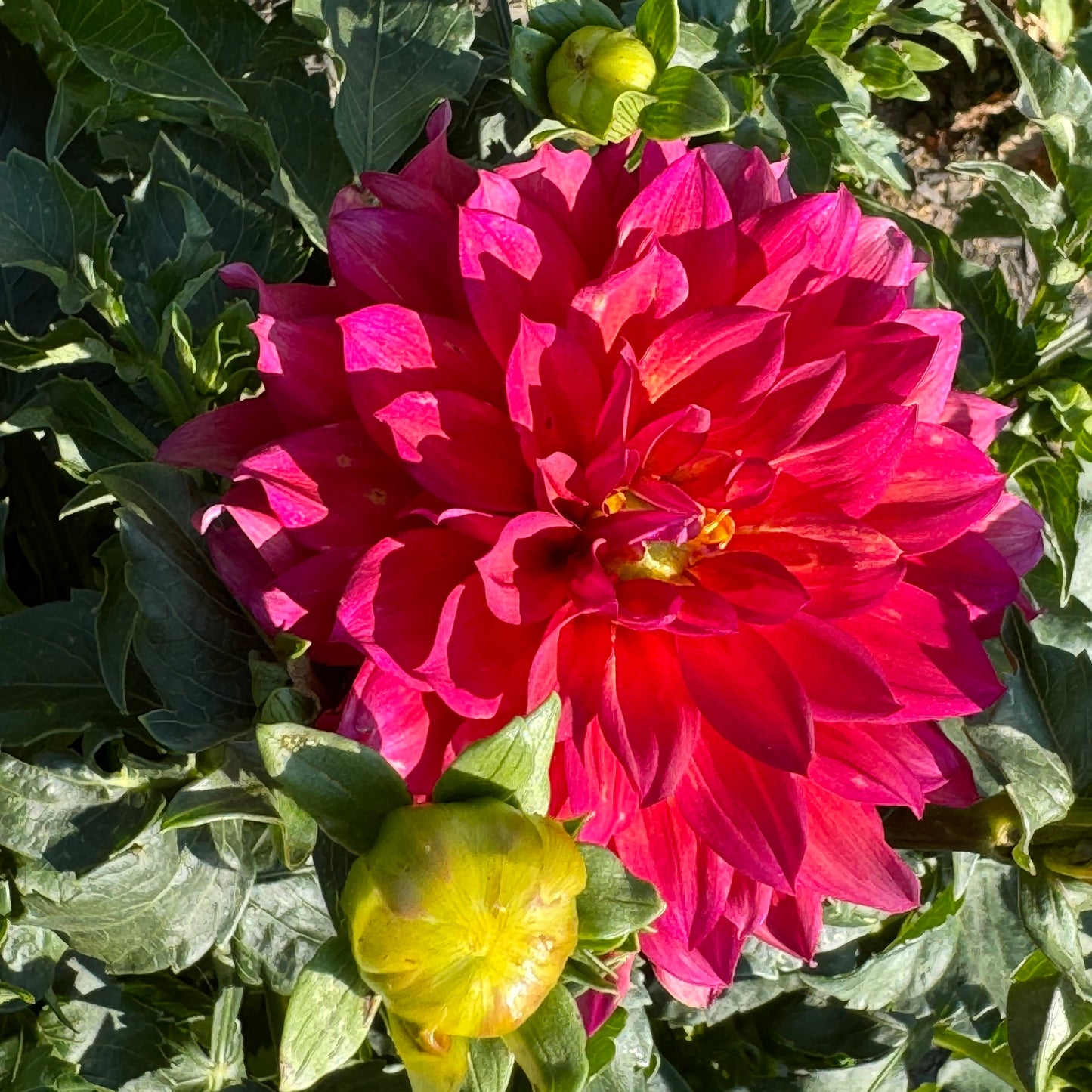 Tricolore Dahlia