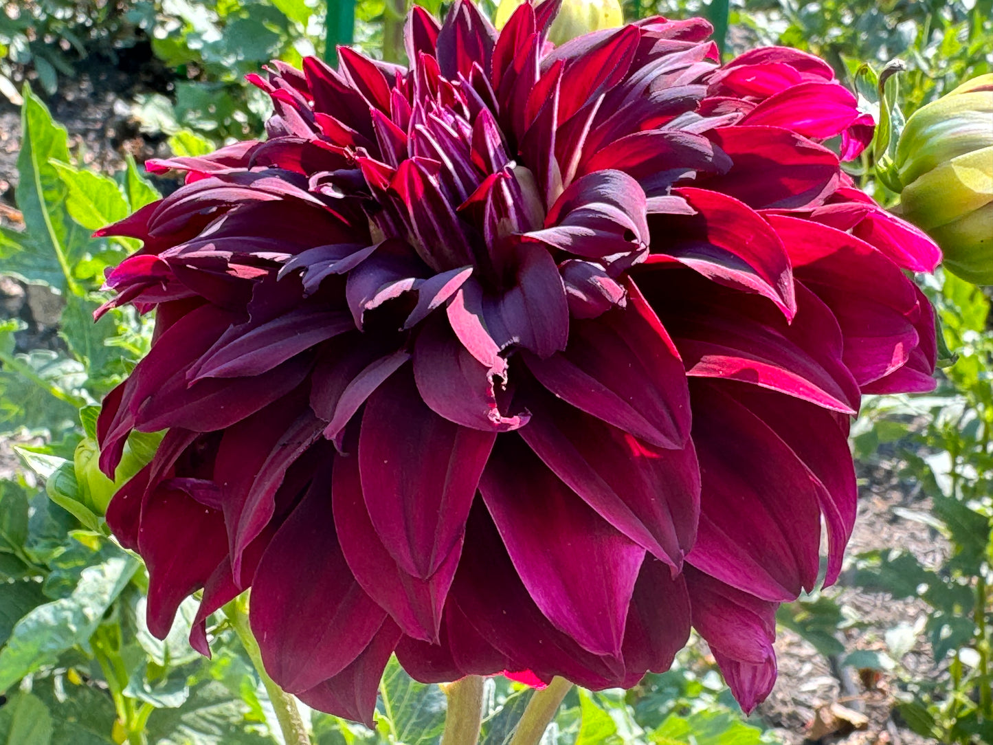 Black Magic Dahlia