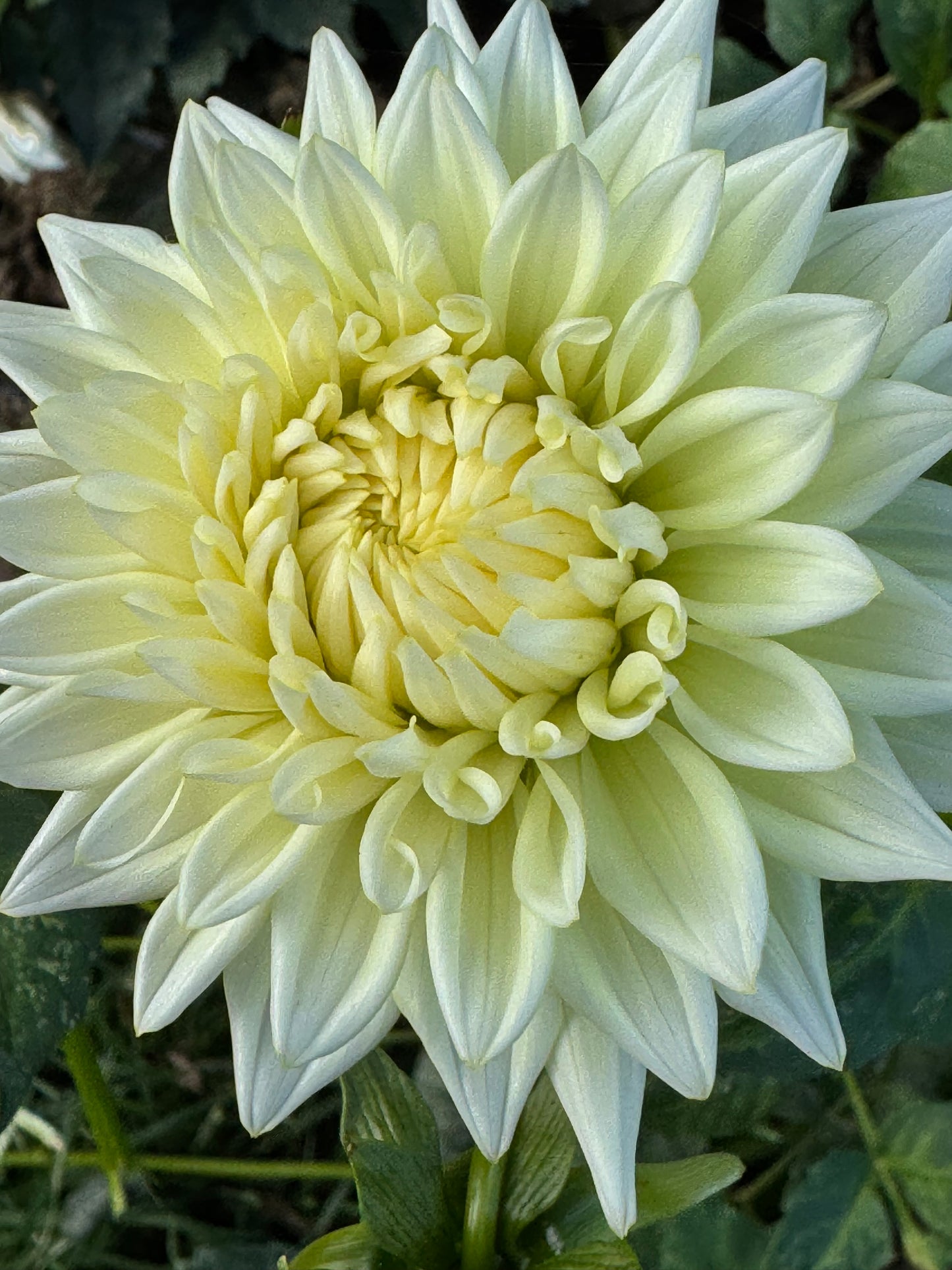 Beaucon White Dahlia