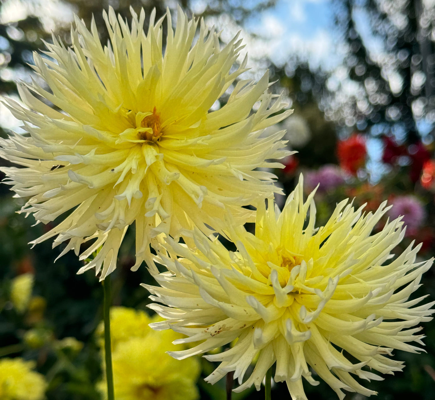 Bloomquist Lace Dahlia