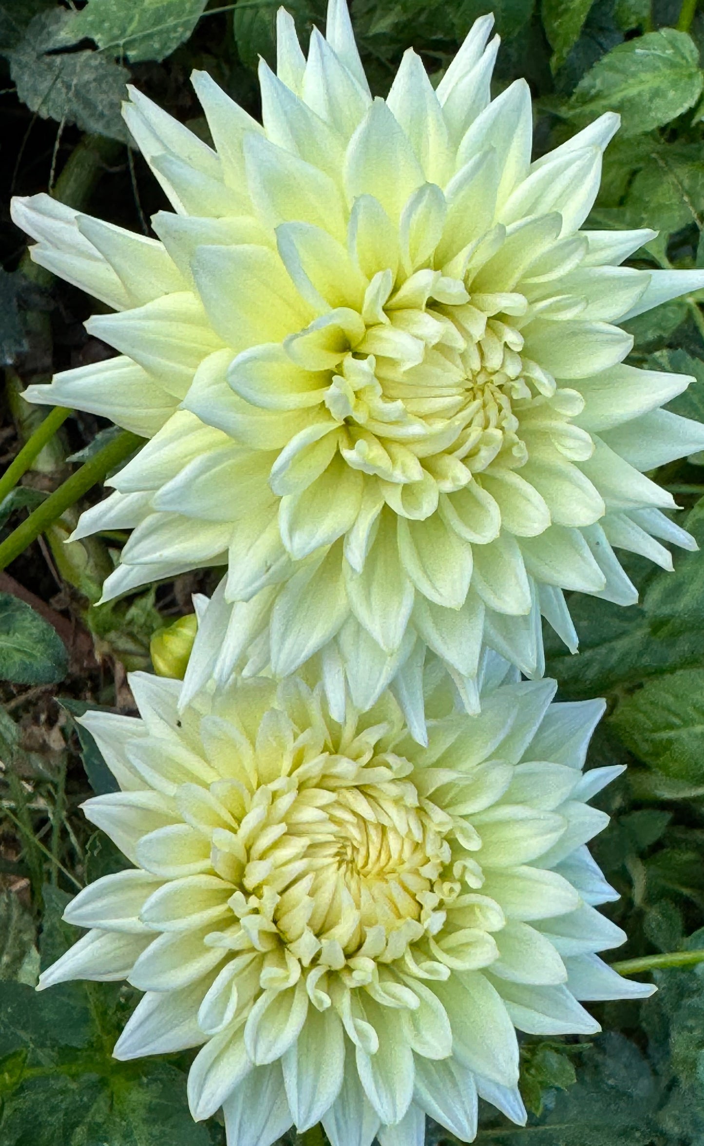 Beaucon White Dahlia