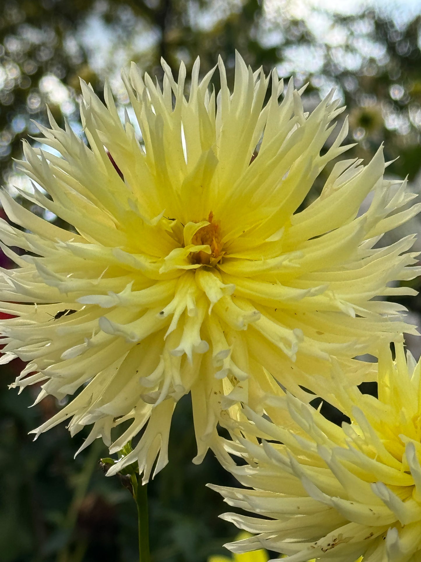 Bloomquist Lace Dahlia