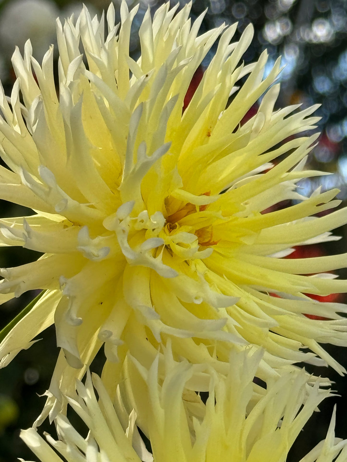 Bloomquist Lace Dahlia