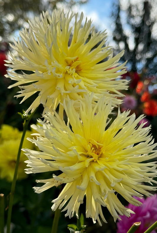 Bloomquist Lace Dahlia