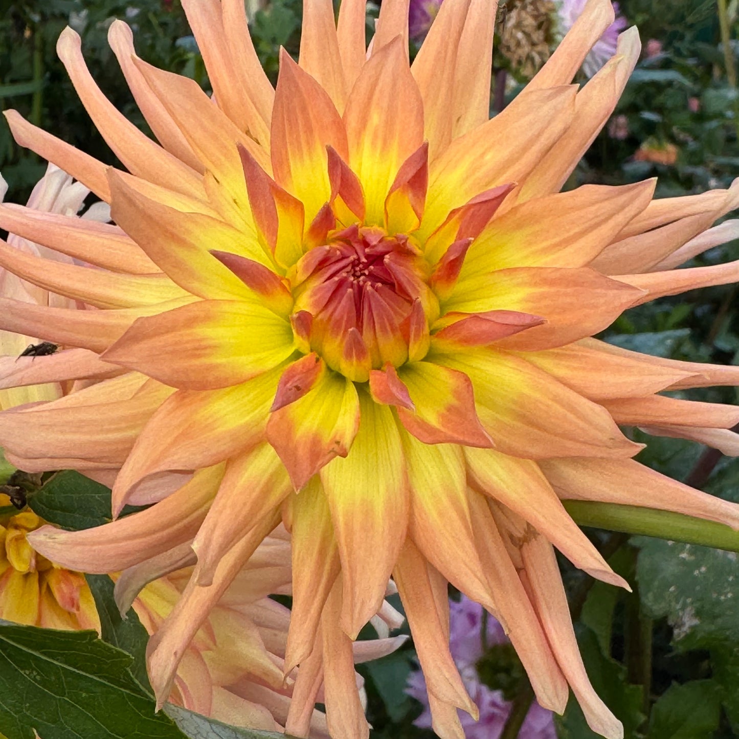 Camano Sitka Dahlia