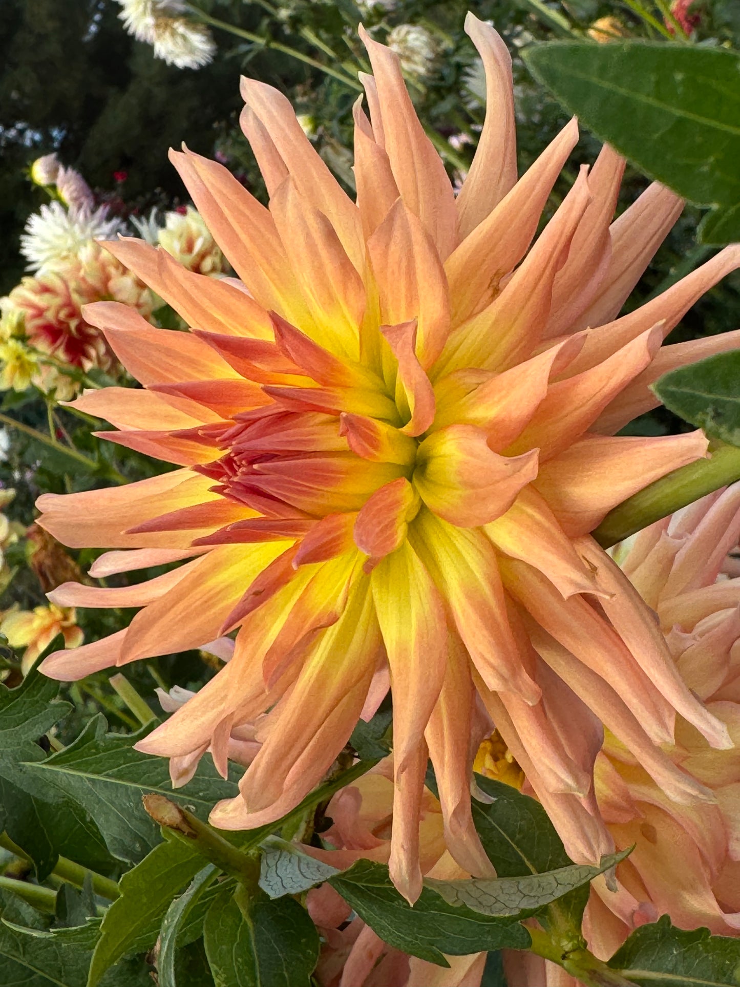 Camano Sitka Dahlia