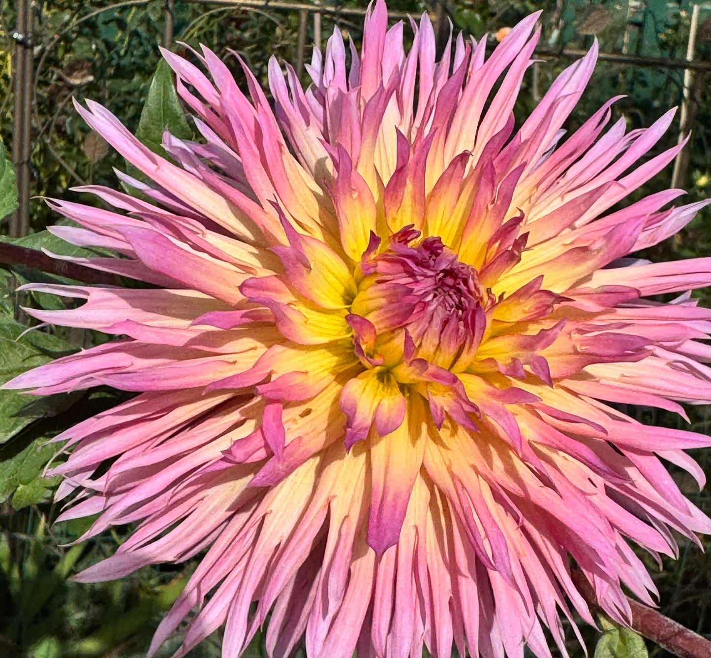 Hapet Afrodite Dahlia