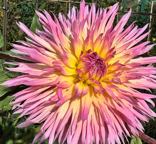 Hapet Afrodite Dahlia