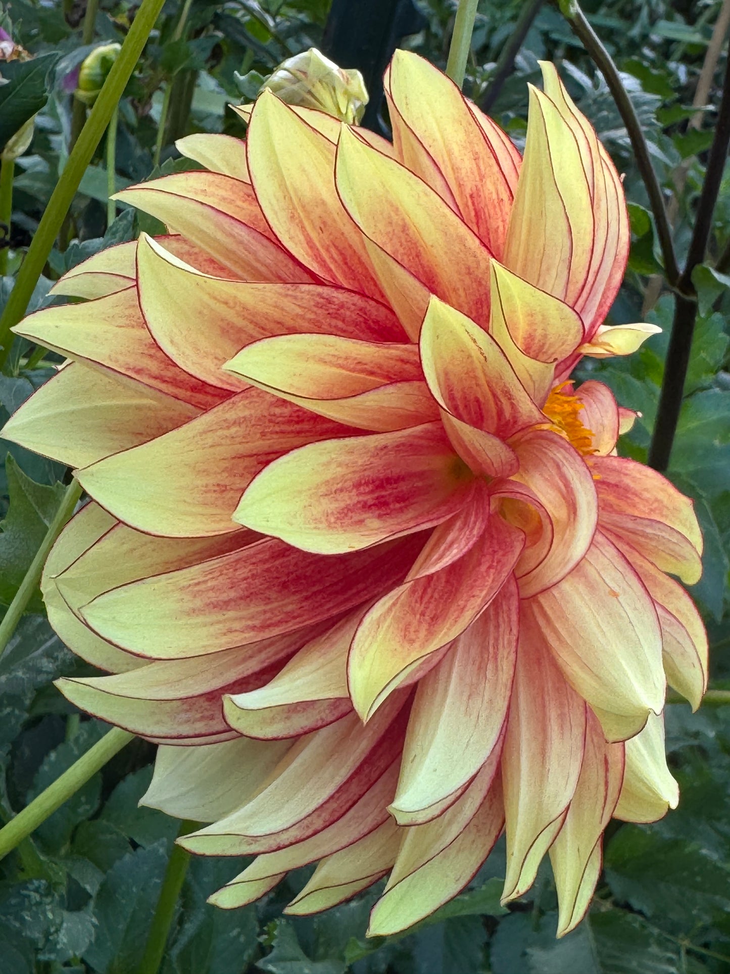 Flame Thrower Dahlia