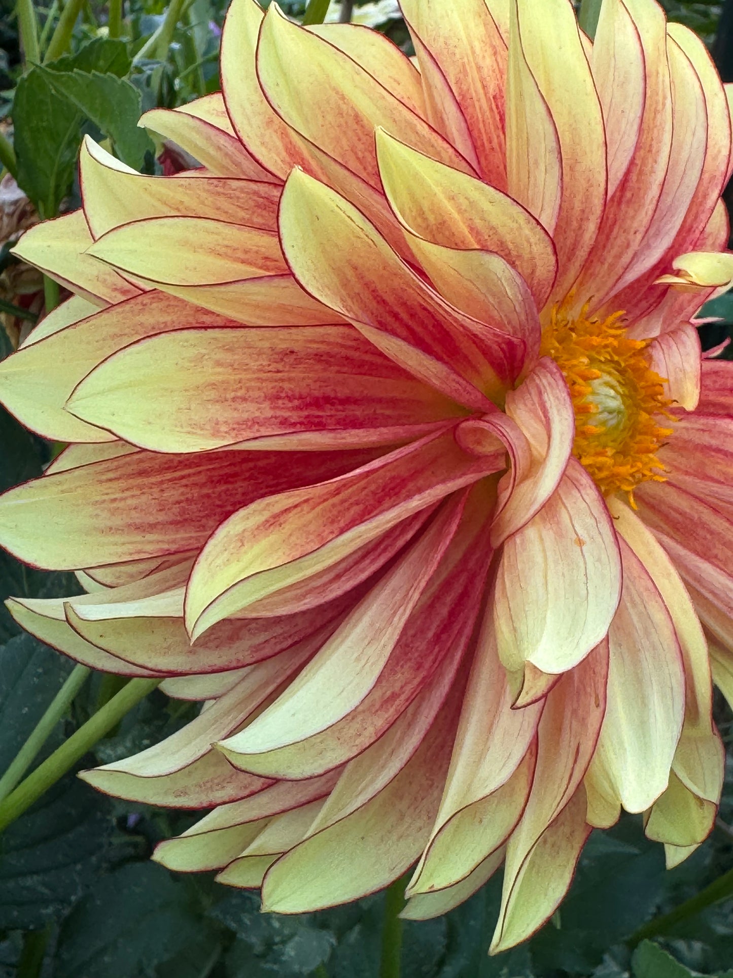 Flame Thrower Dahlia