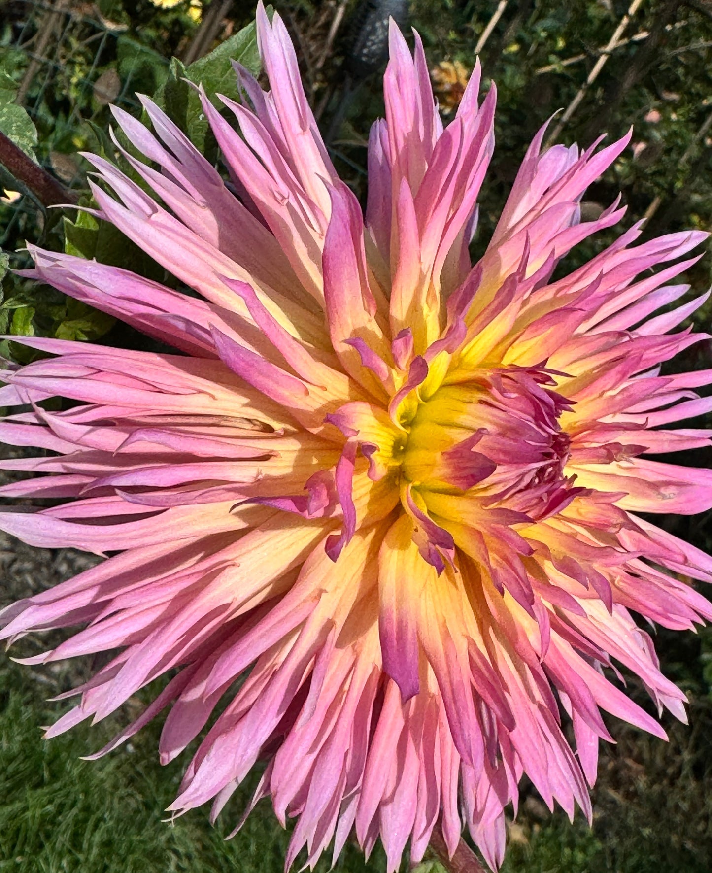 Hapet Afrodite Dahlia