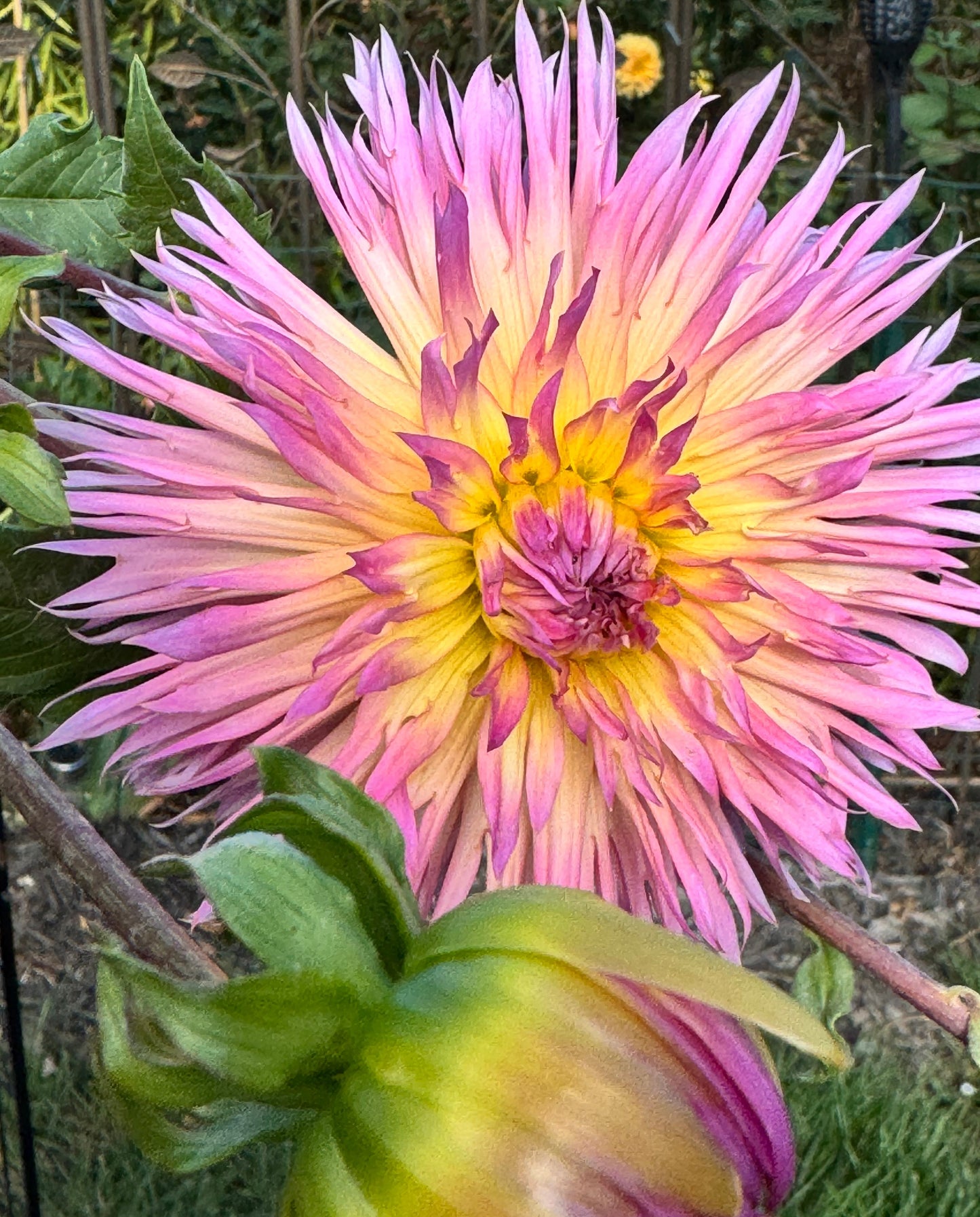 Hapet Afrodite Dahlia