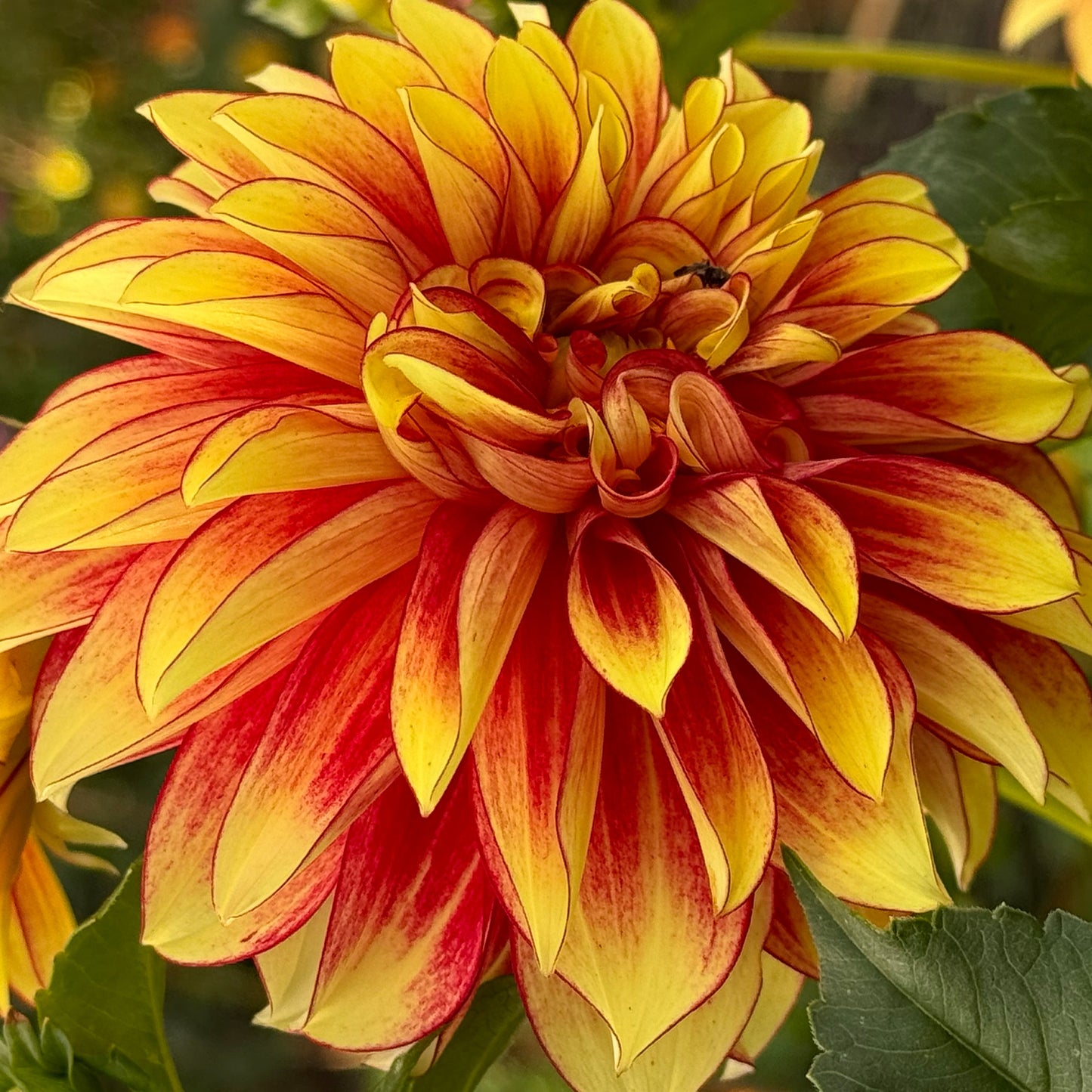 Flame Thrower Dahlia