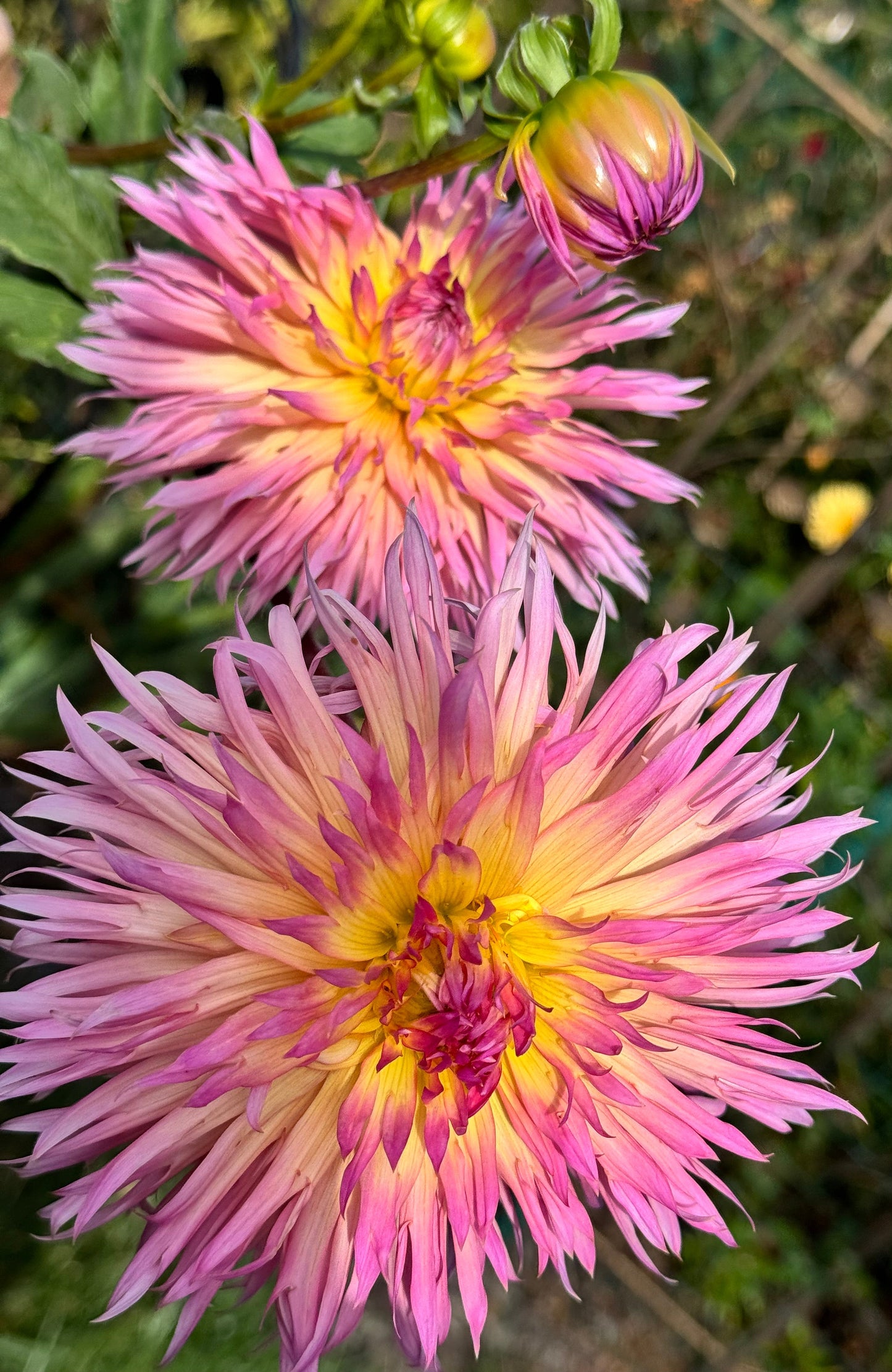 Hapet Afrodite Dahlia