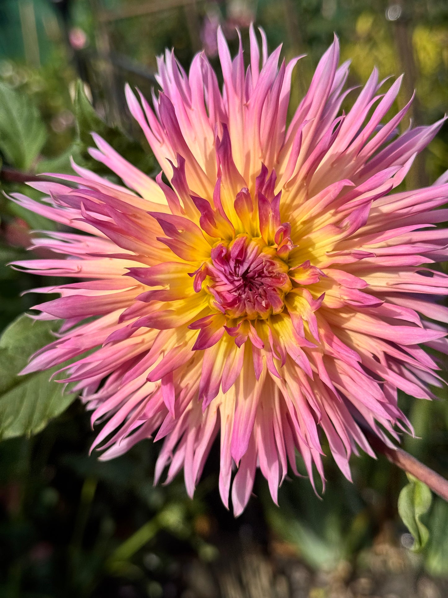 Hapet Afrodite Dahlia