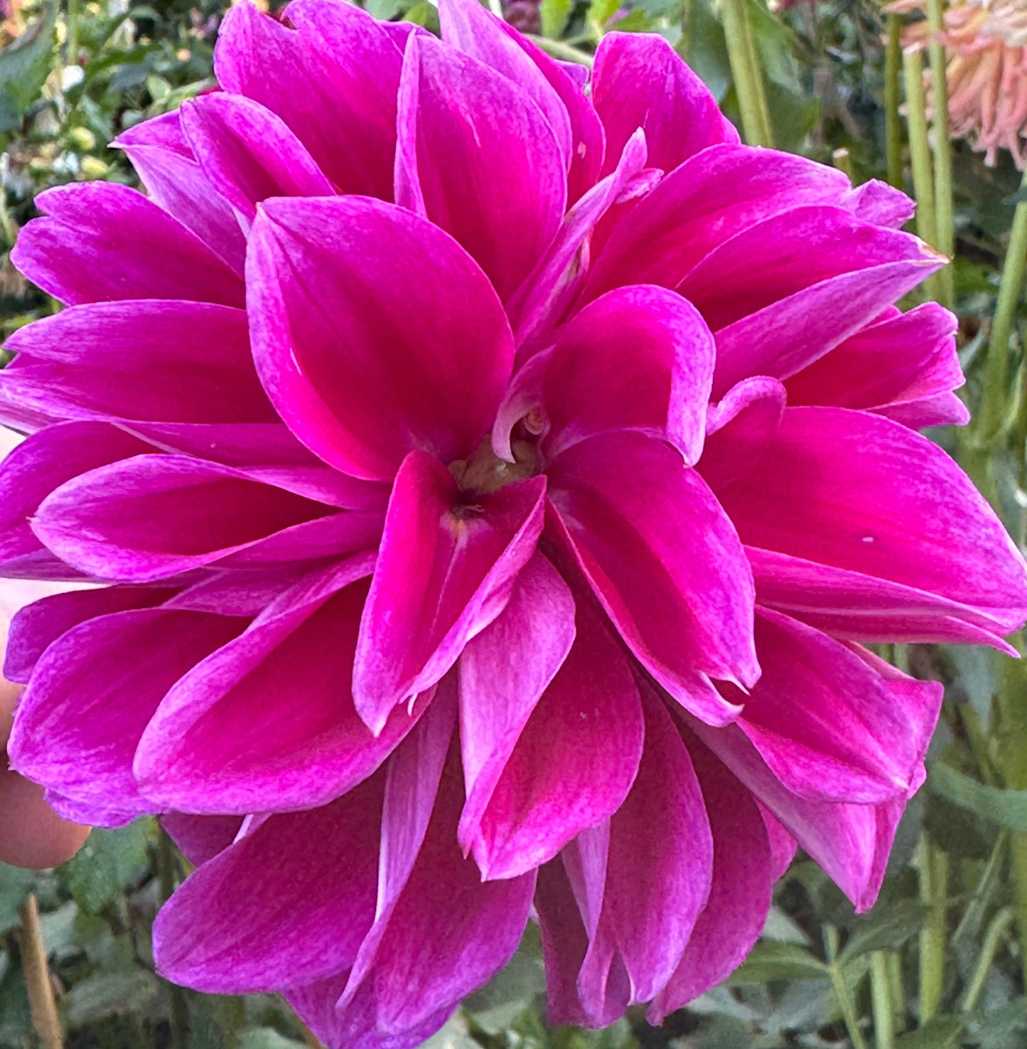 Einstein Dahlia