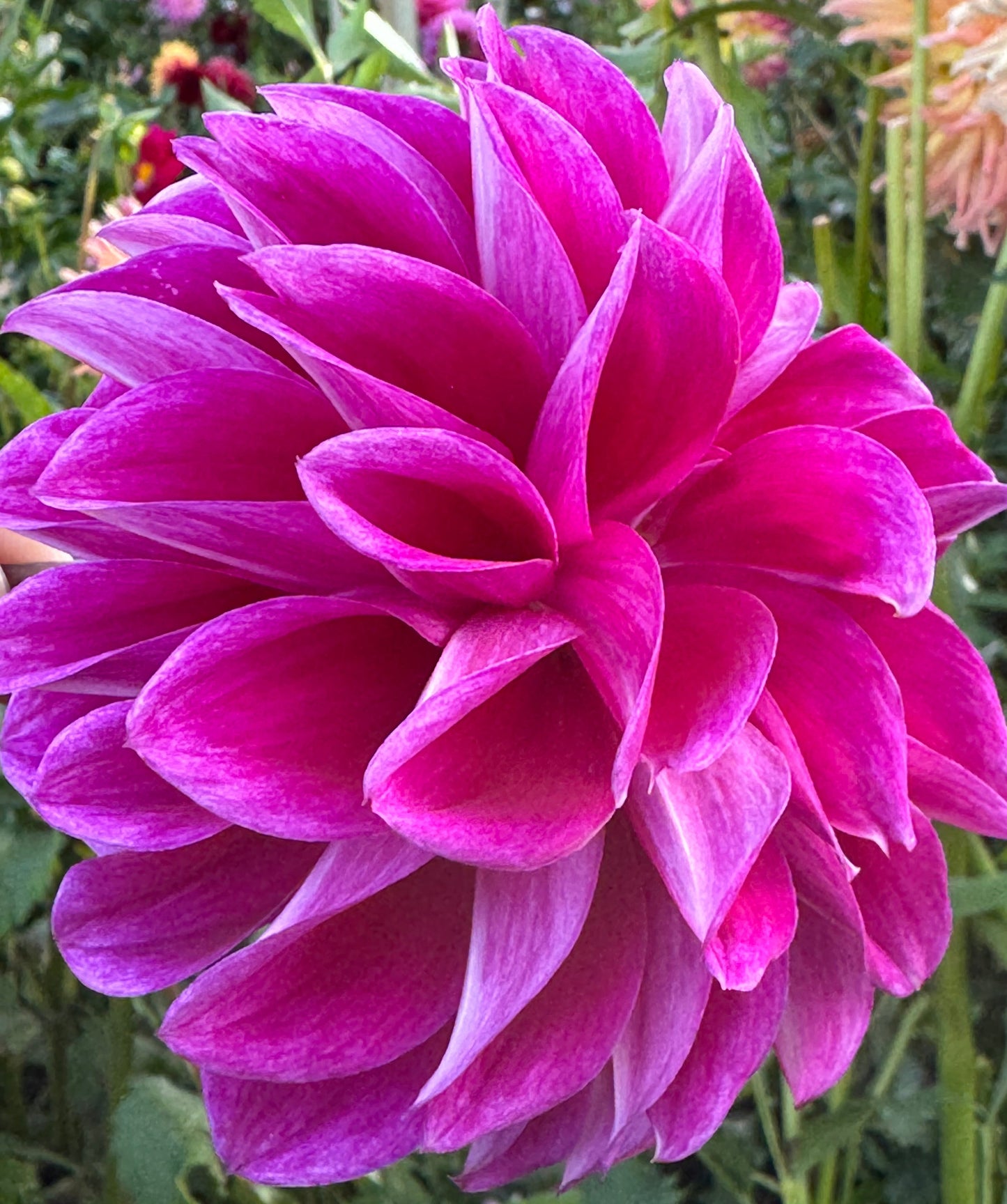 Einstein Dahlia