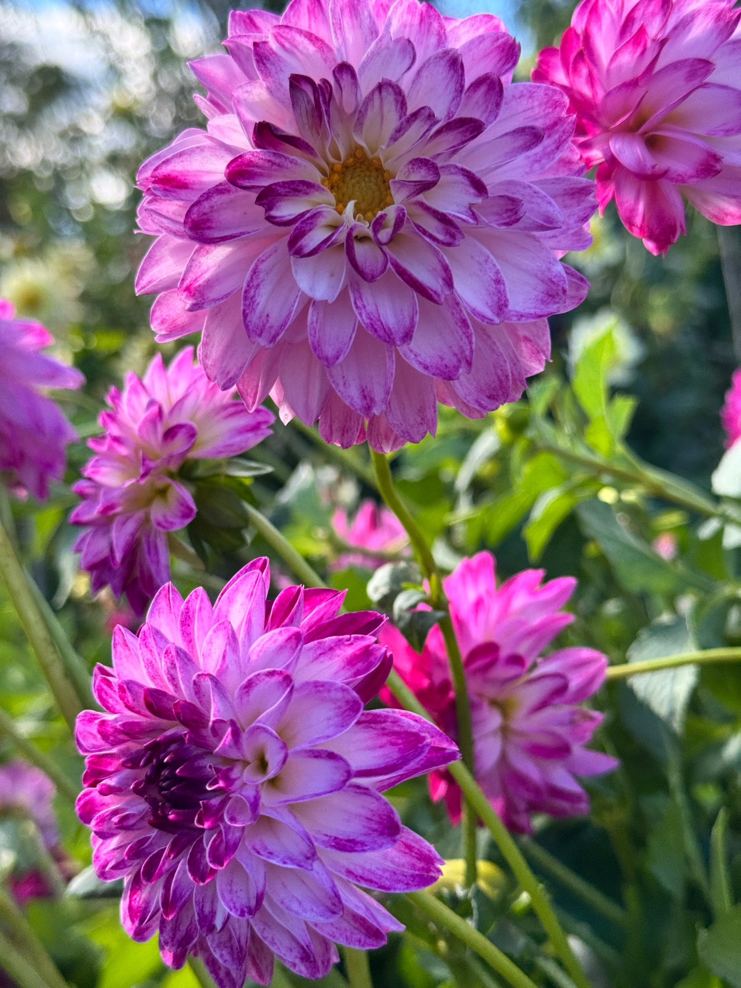 Dreamy Days Dahlia