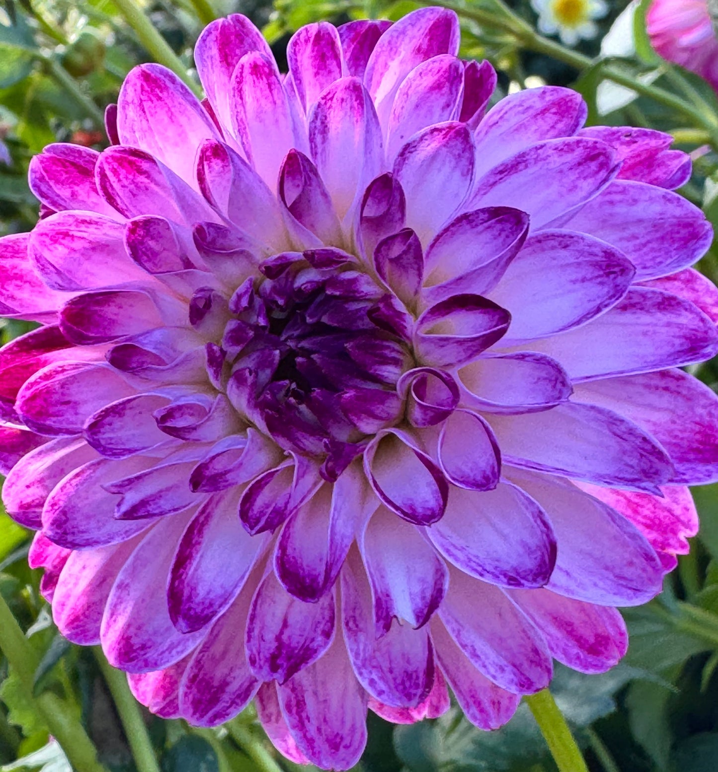 Dreamy Days Dahlia