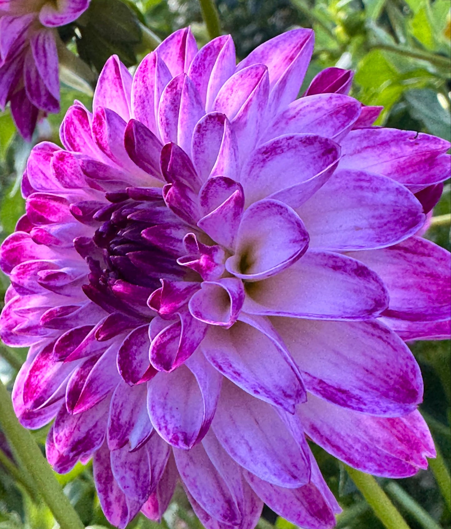 Dreamy Days Dahlia