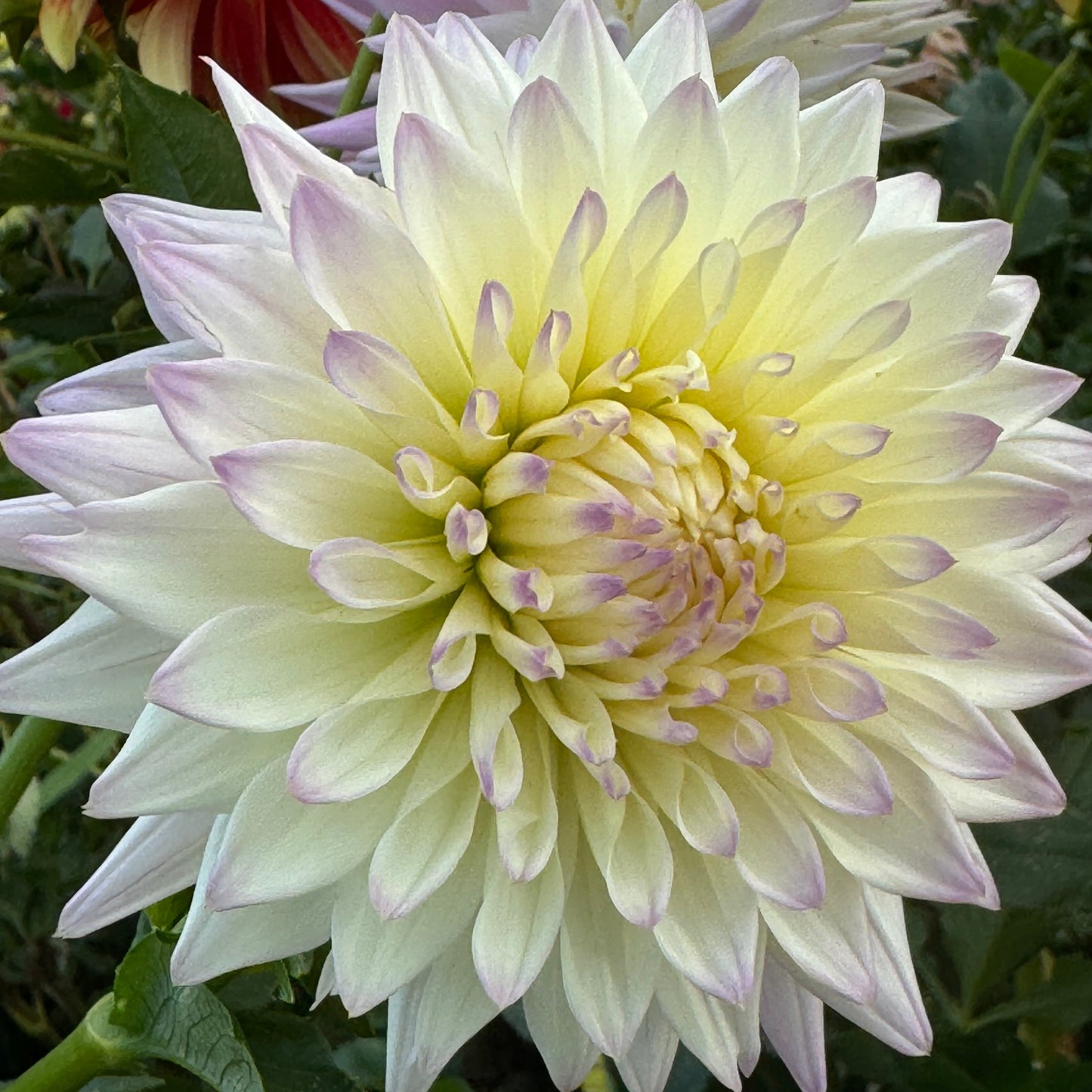 Alpen Bill Dahlia