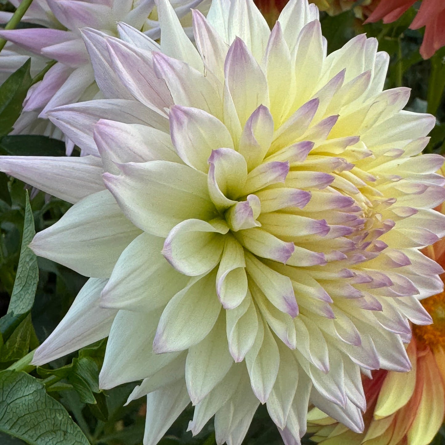 Alpen Bill Dahlia