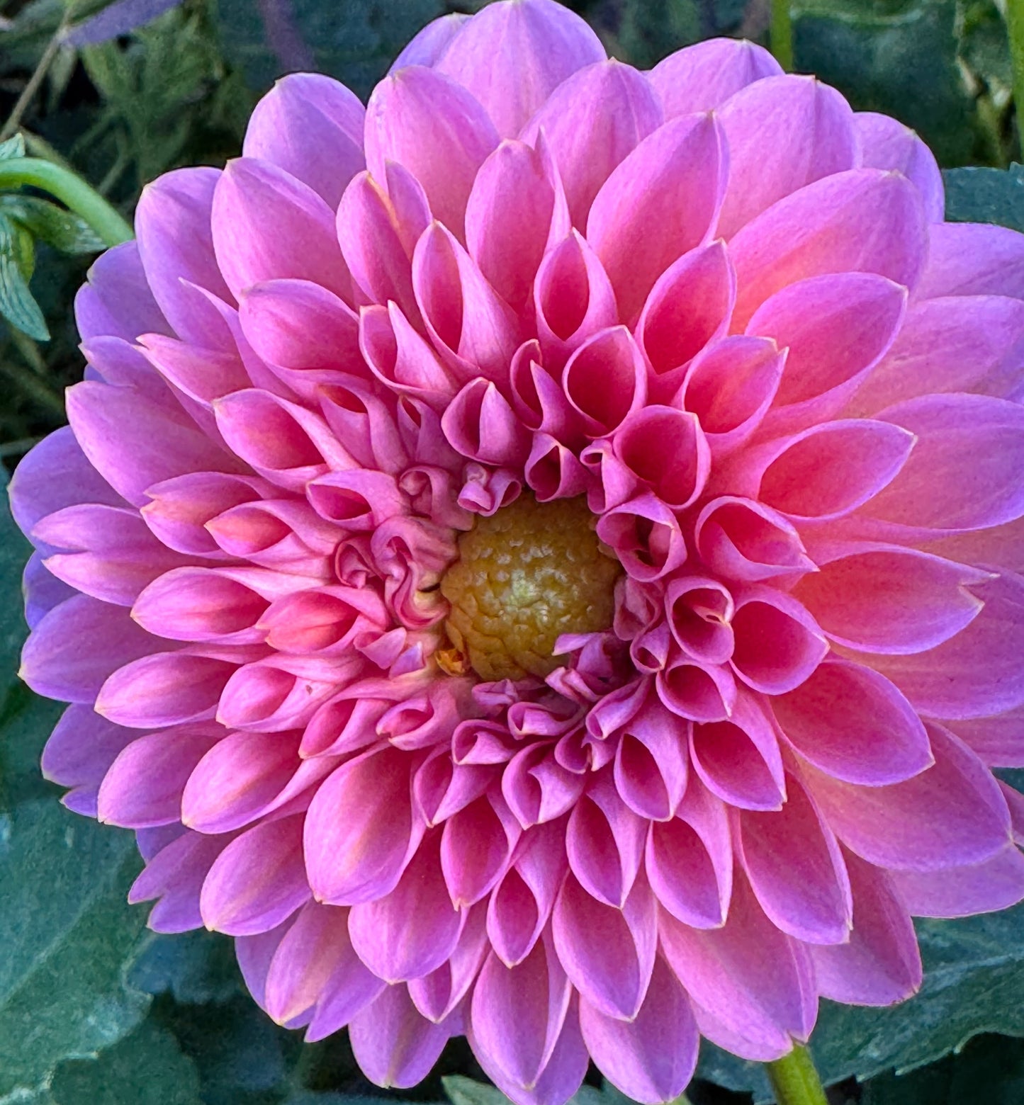 Sweet Love Dahlia