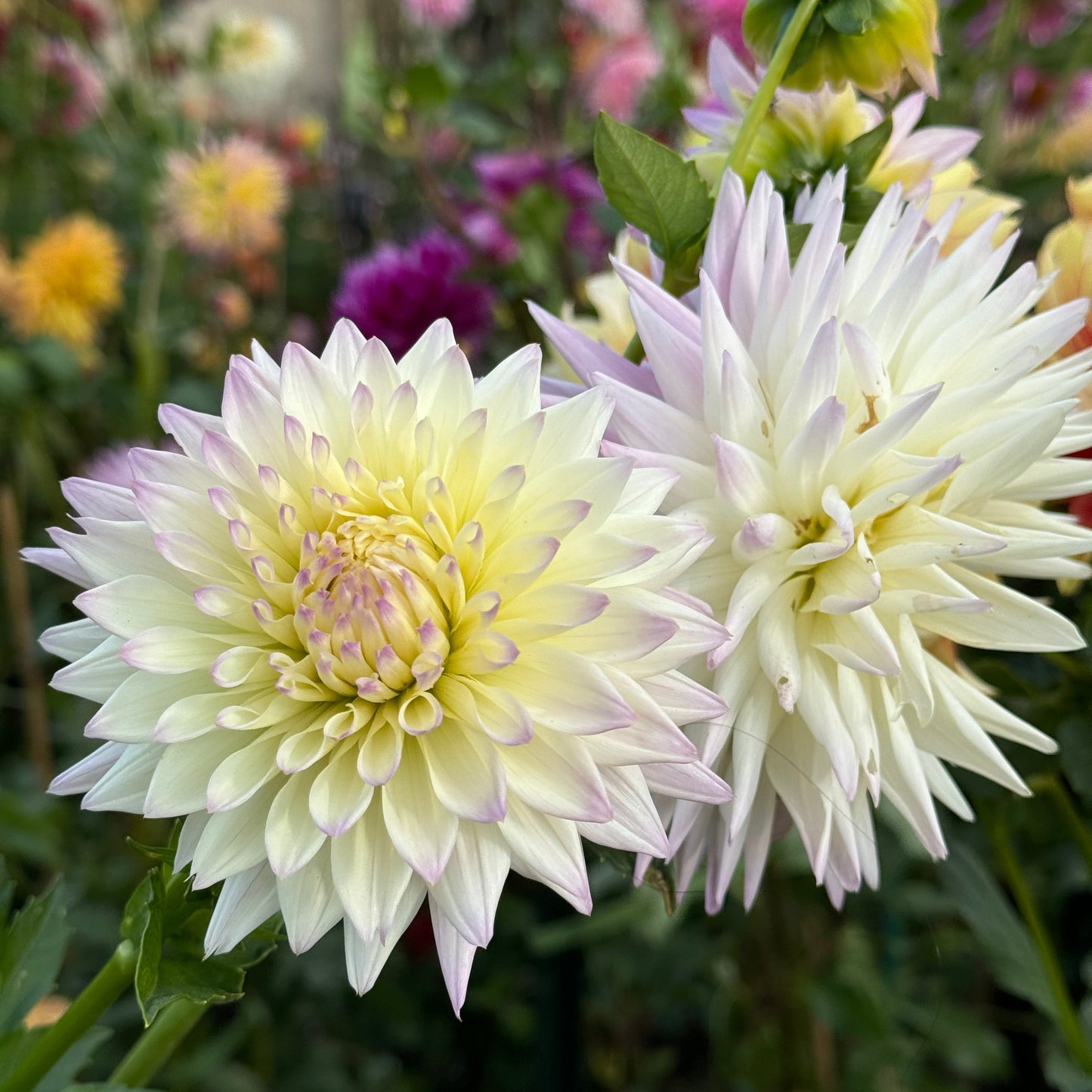 Alpen Bill Dahlia