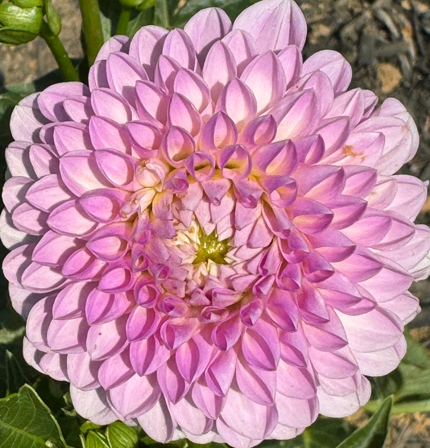 Megan Dean Dahlia