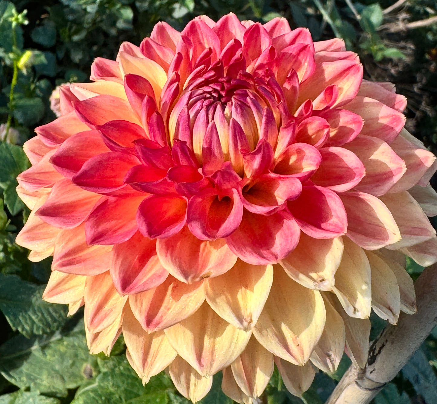 Hapet Peachy Dahlia