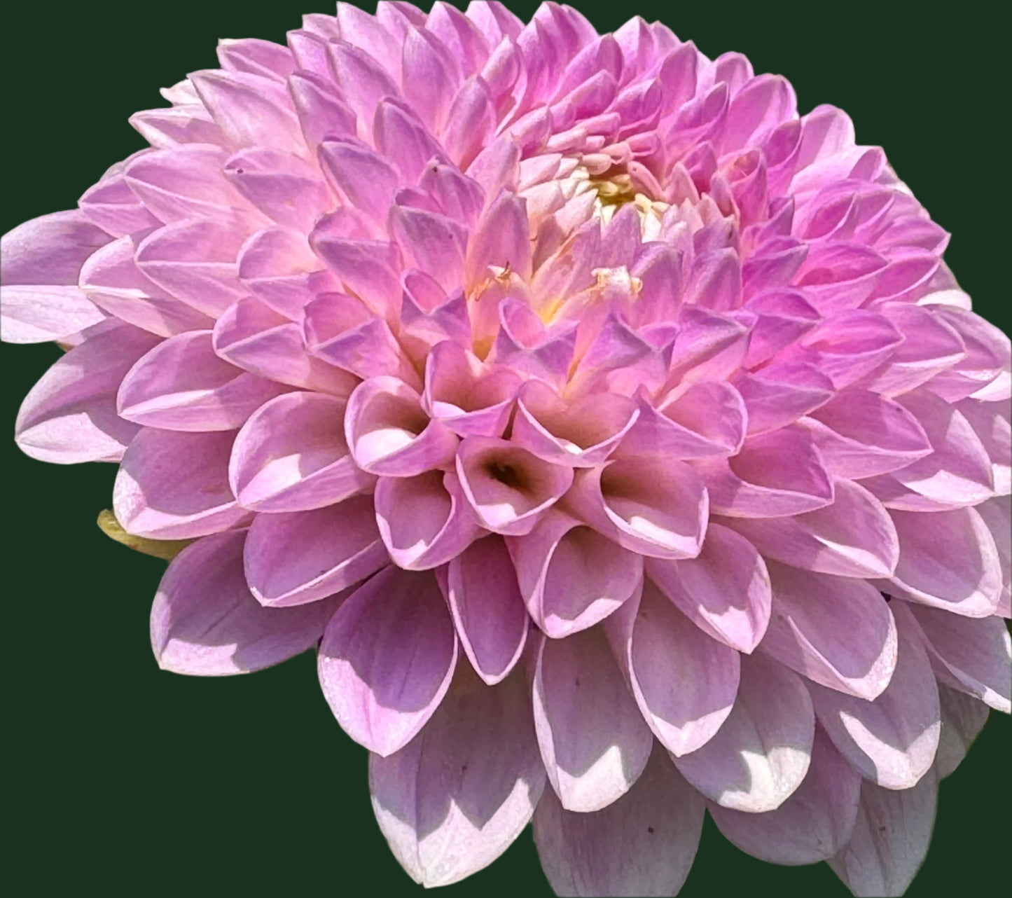 Megan Dean Dahlia