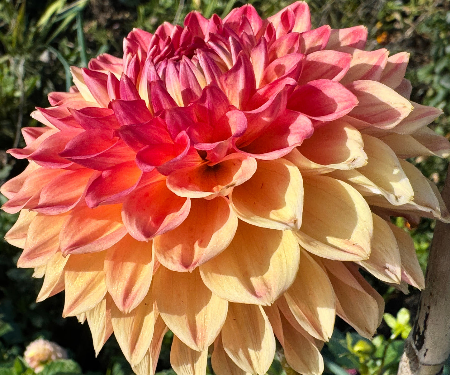 Hapet Peachy Dahlia
