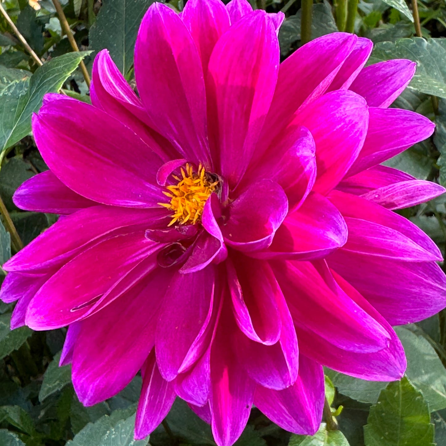 Thomas Edison Dahlia