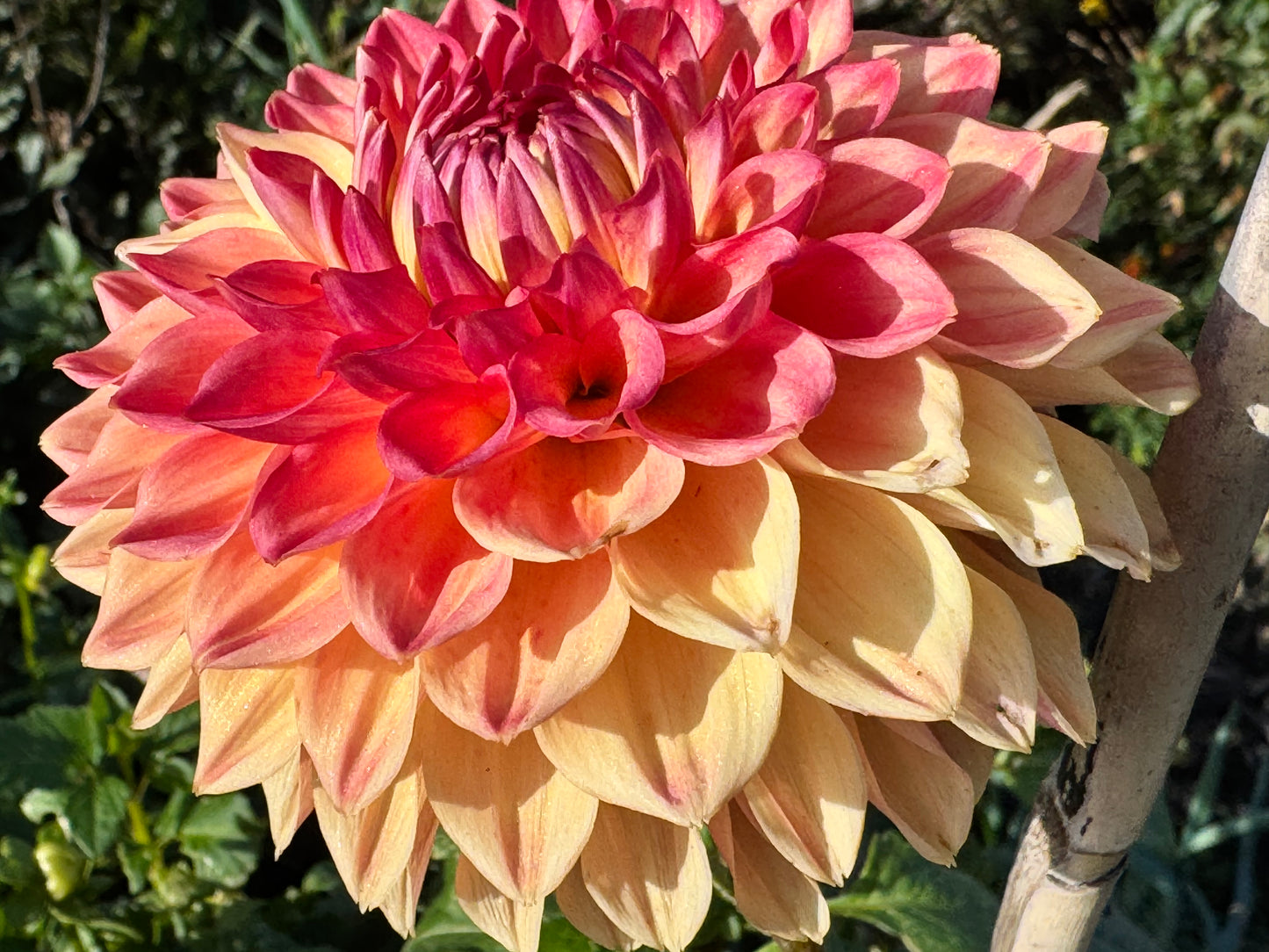 Hapet Peachy Dahlia