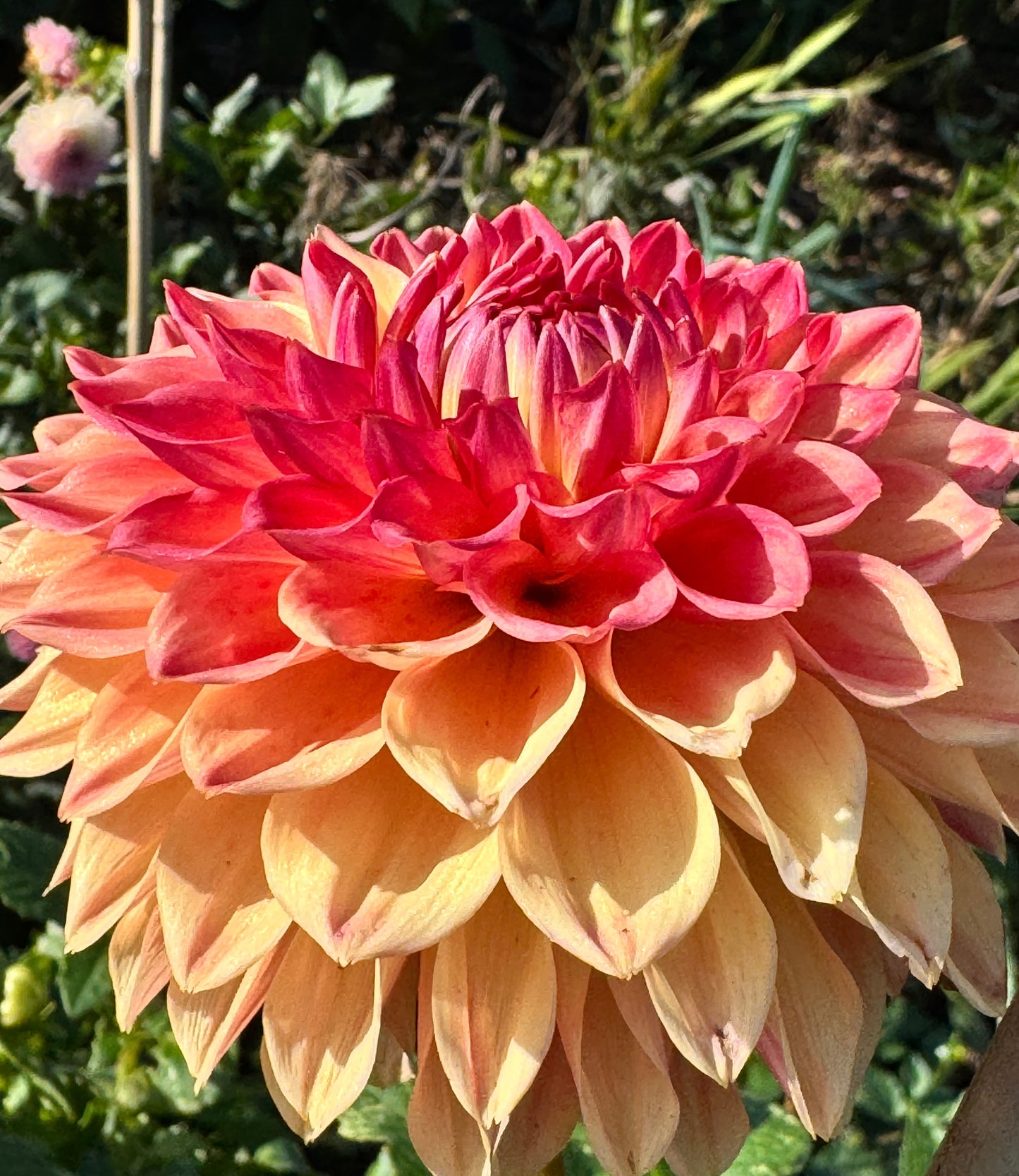 Hapet Peachy Dahlia