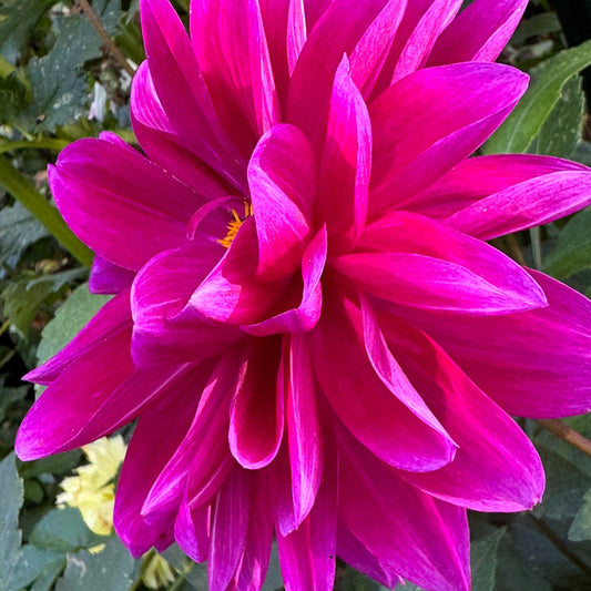 Thomas Edison Dahlia