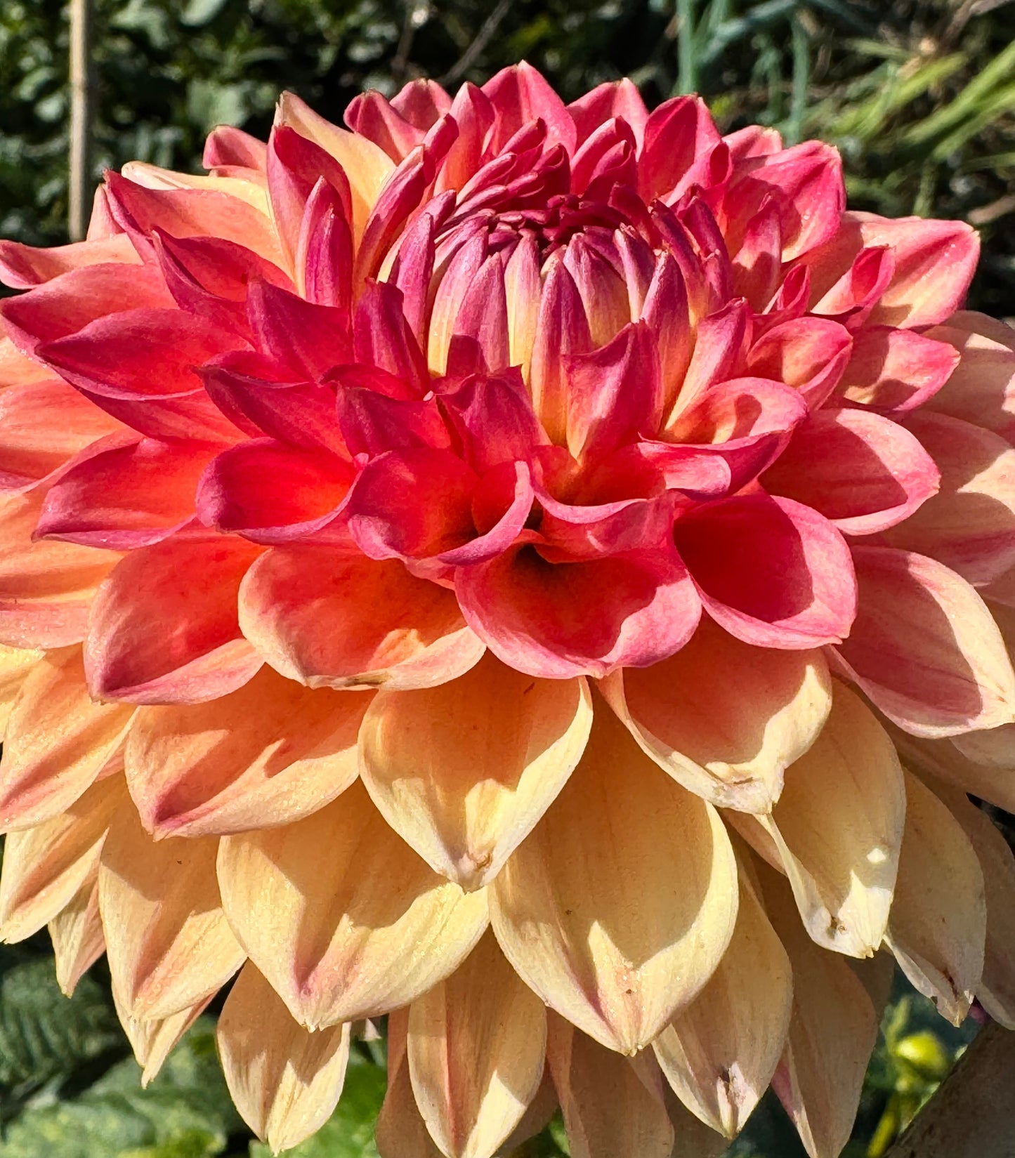 Hapet Peachy Dahlia