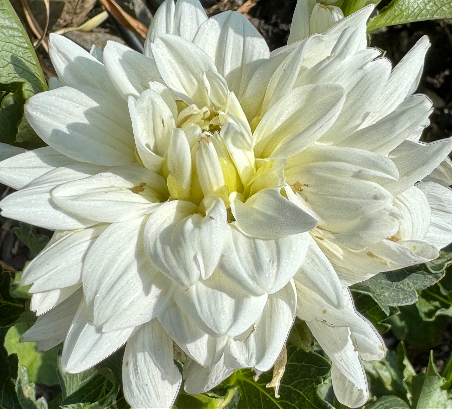 Eternal Snow Dahlia