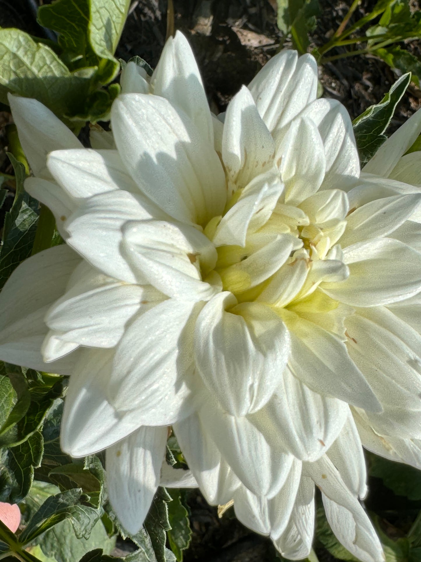 Eternal Snow Dahlia