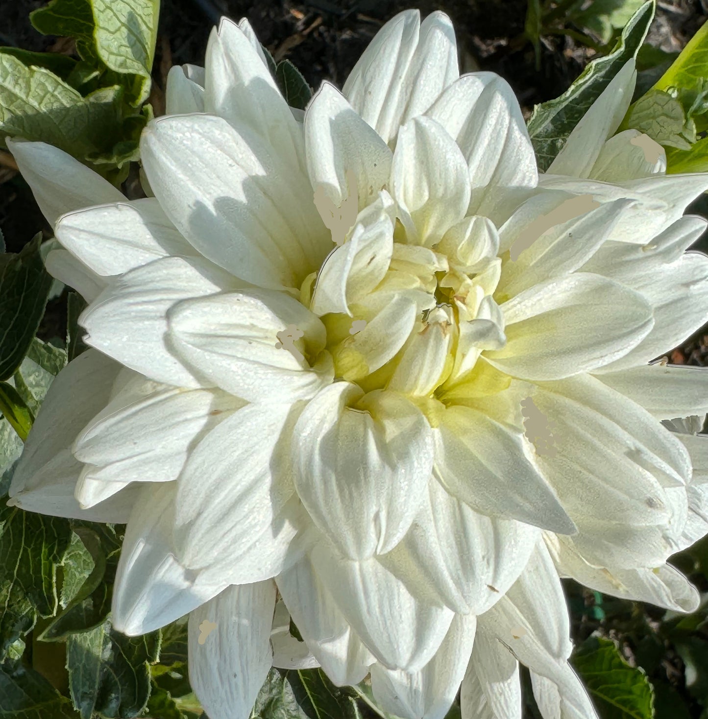 Eternal Snow Dahlia