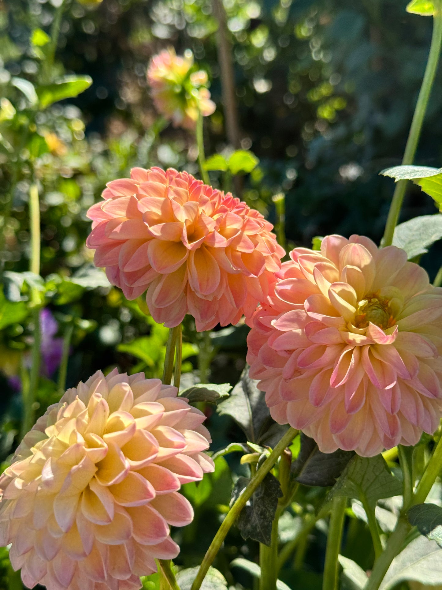 Hapet Peachy Dahlia