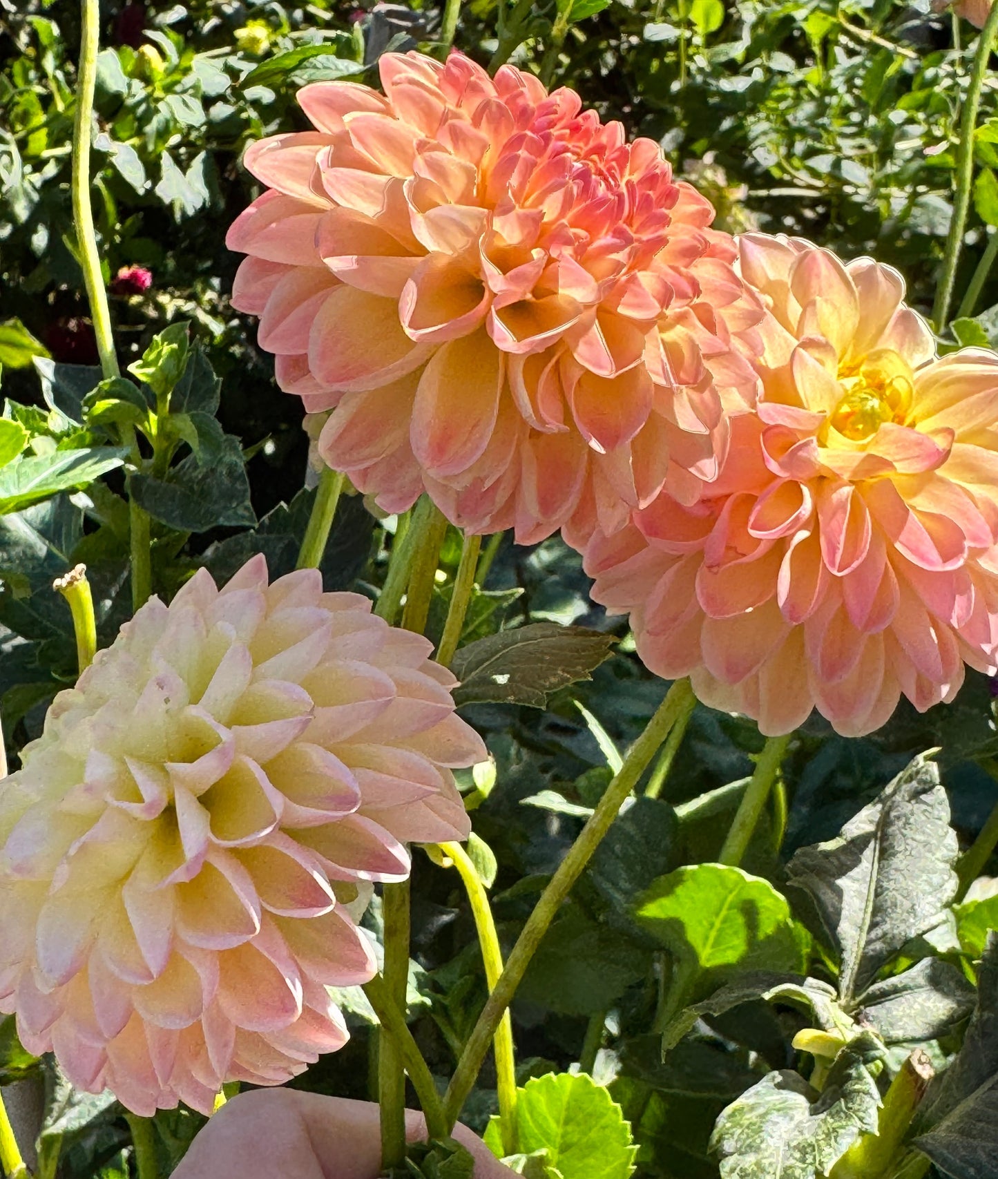 Hapet Peachy Dahlia