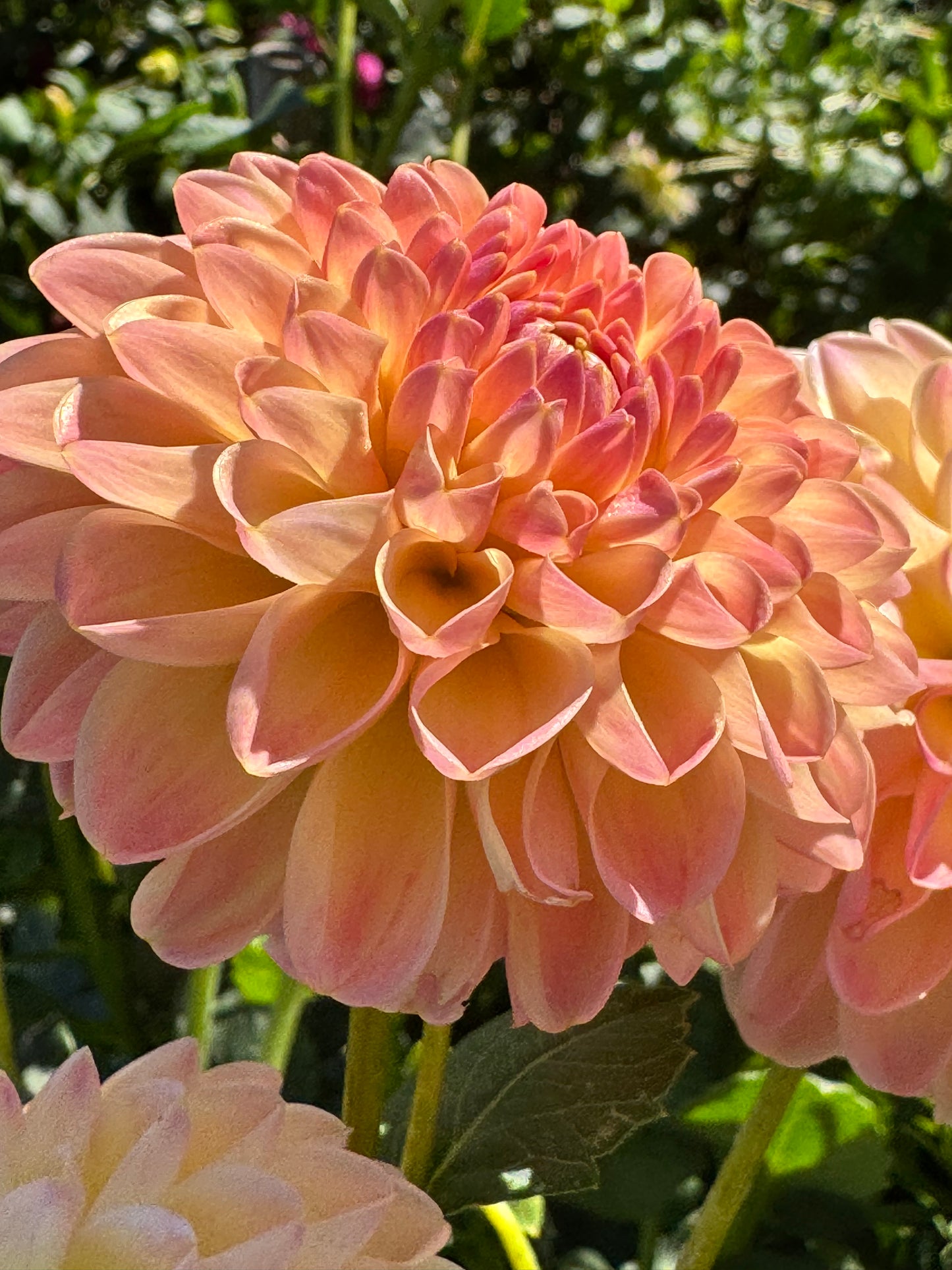 Hapet Peachy Dahlia