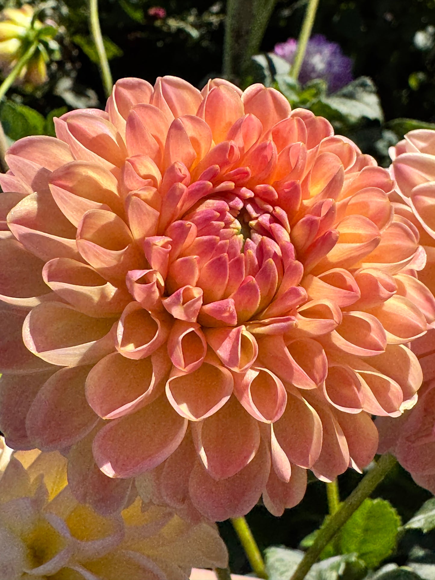Hapet Peachy Dahlia