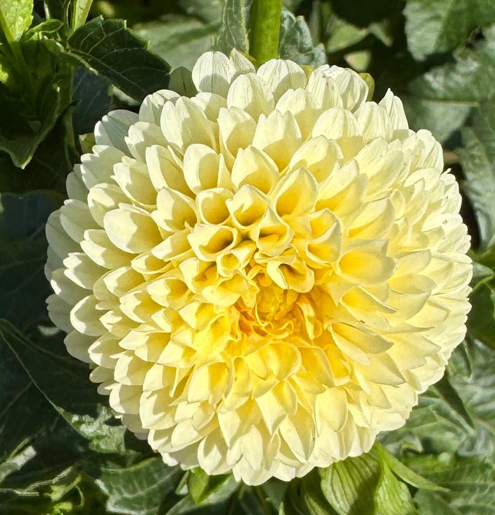 Creamy Dahlia