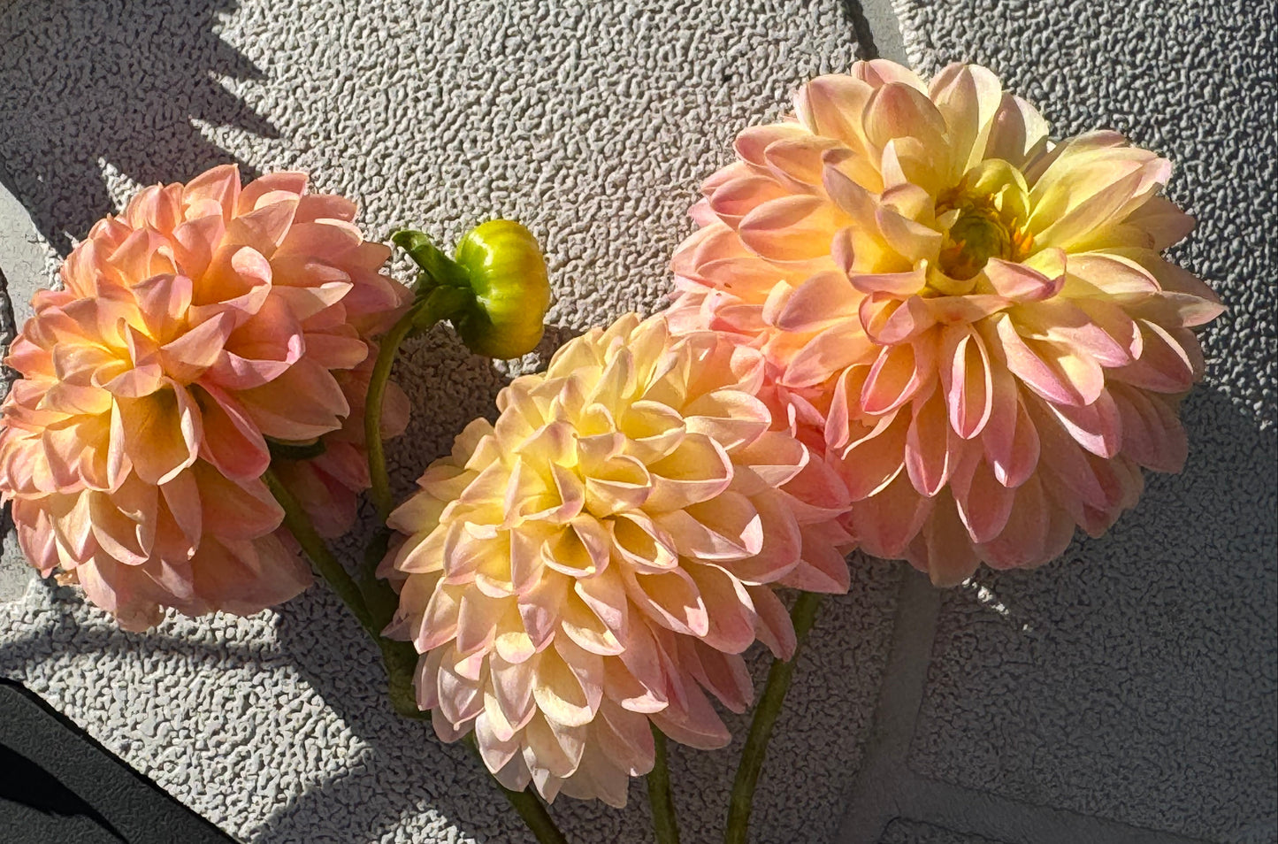 Hapet Peachy Dahlia