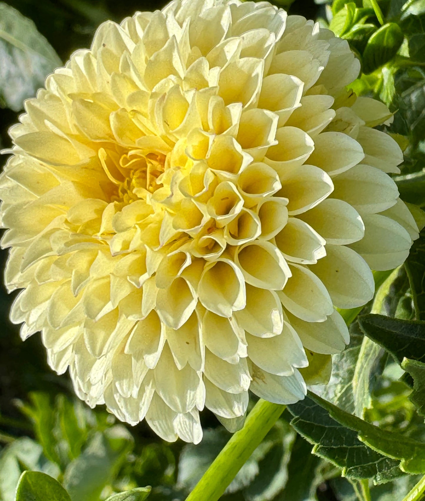 Creamy Dahlia