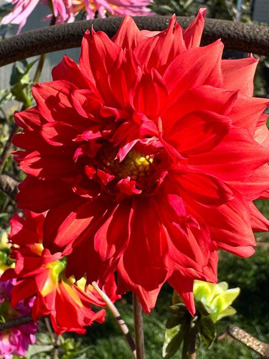 Liga Dahlia
