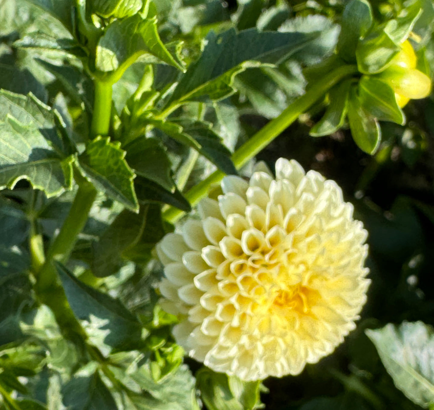 Creamy Dahlia